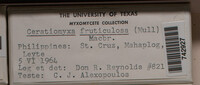 Ceratiomyxa fruticulosa var. fruticulosa image